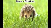 Caca - ežys ežiukas